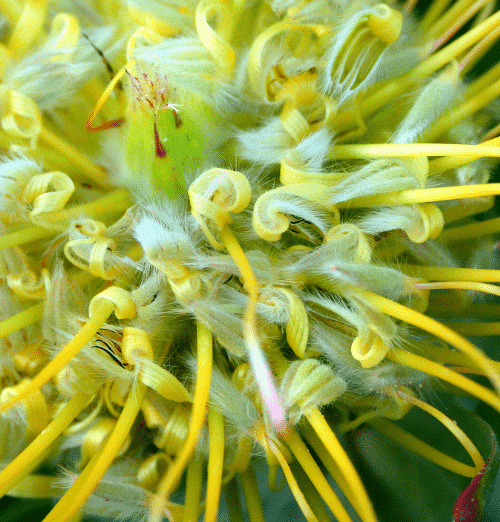Bursting Protea
