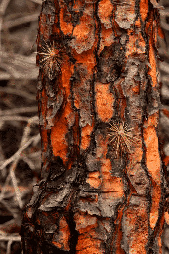 Santa Cruz Tree Bark