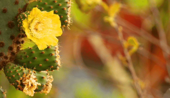 Santa Cruz Cactus Flower