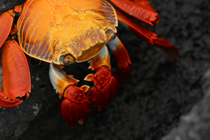 Fernandina Crab