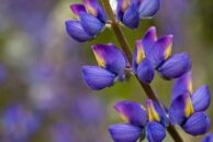 Lupine