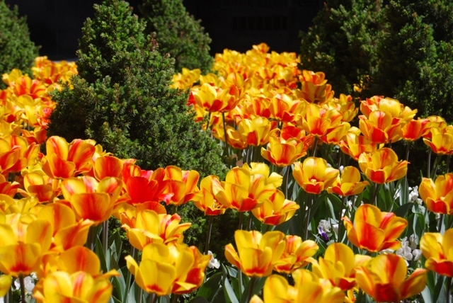 Red & Yellow Tulips