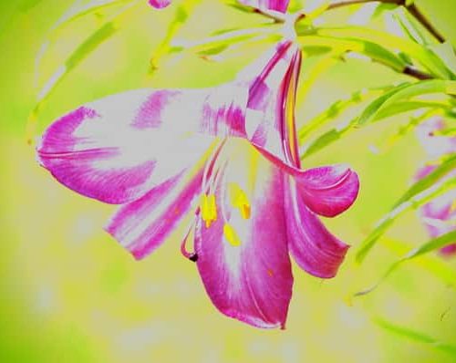 Pink Lily Painting